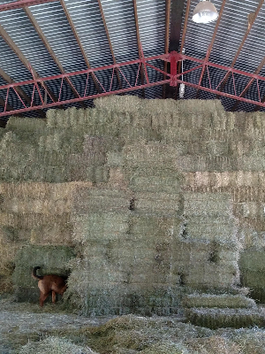 1,700 bales of hay (16'x64' x 16 ' high)--our stash for the next 10 months