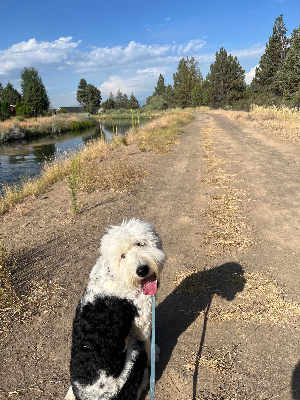 My trekking buddy. Irrigation canal near our house